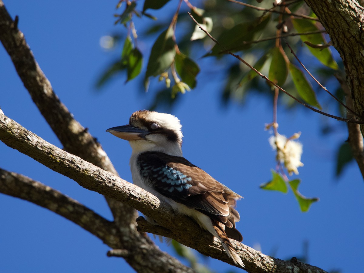 Laughing Kookaburra - ML588415781
