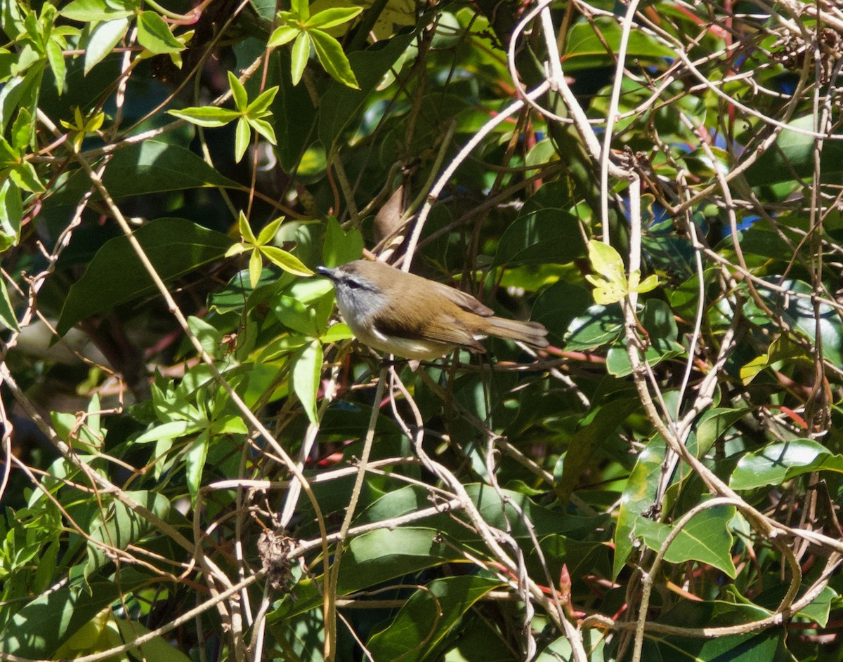 Brown Thornbill - ML588415811