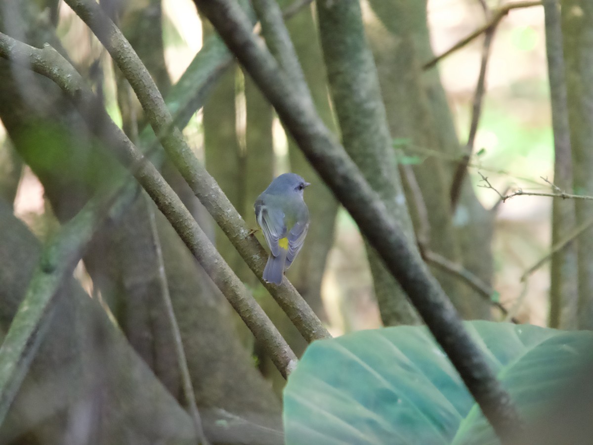 Eastern Yellow Robin - ML588415831