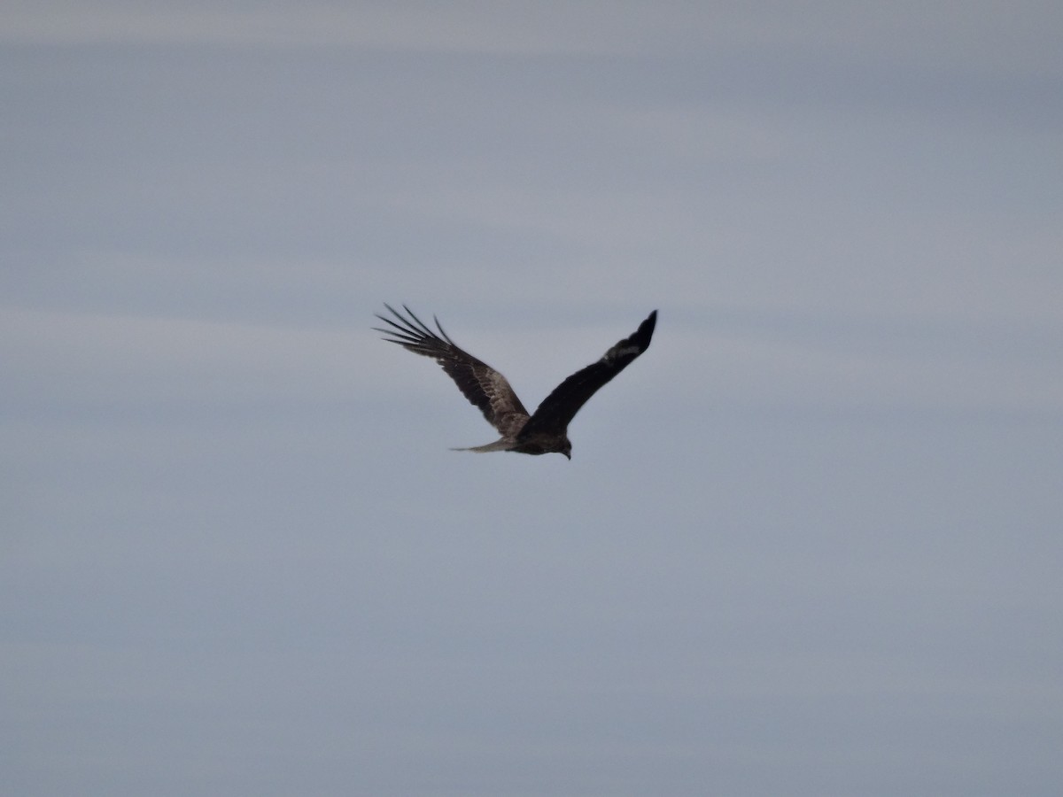 Black Kite - ML588415841