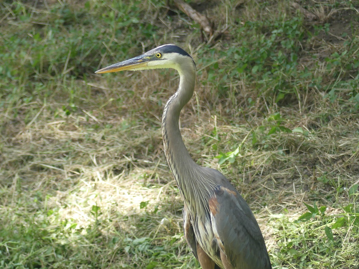 Garza Azulada - ML588416061