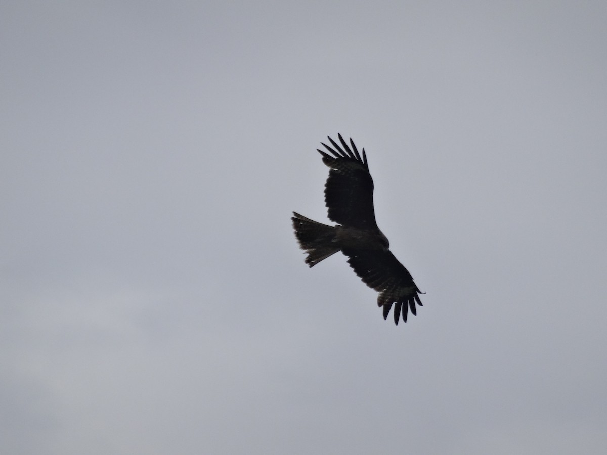 Black Kite - ML588416071