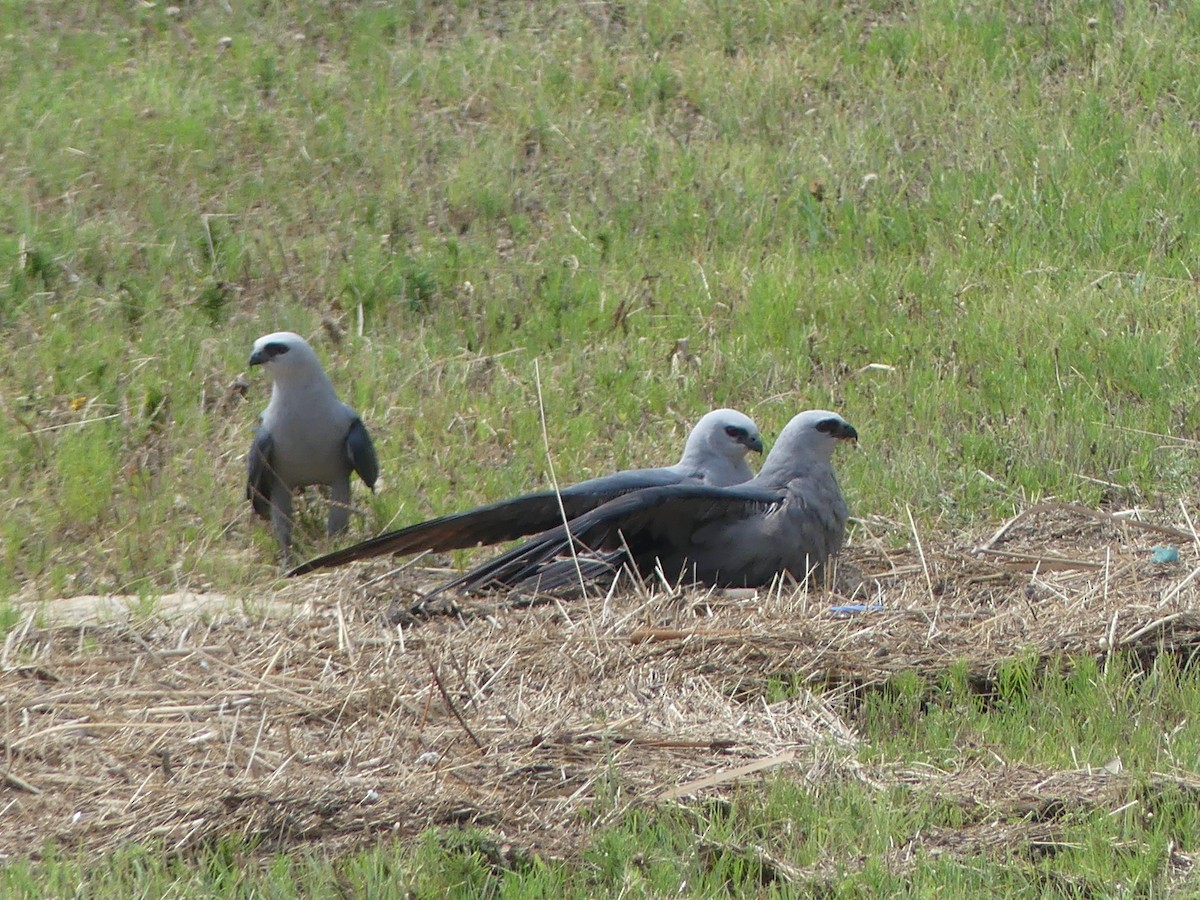 Mississippi Kite - ML588416141