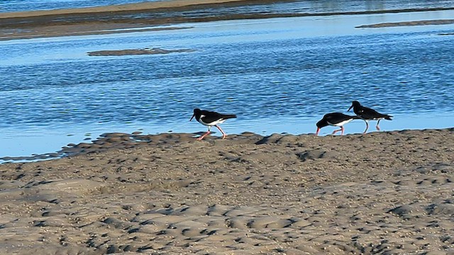 Pied Oystercatcher - ML588416701