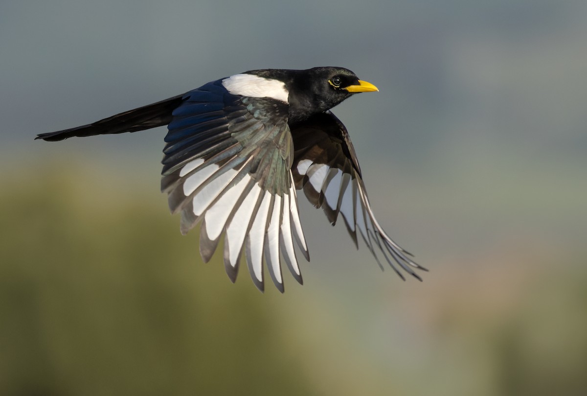 Yellow-billed Magpie - ML588417031