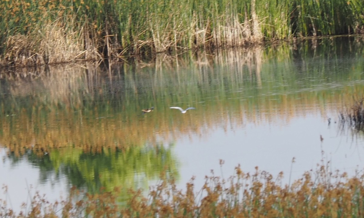 Least Bittern - ML588417421