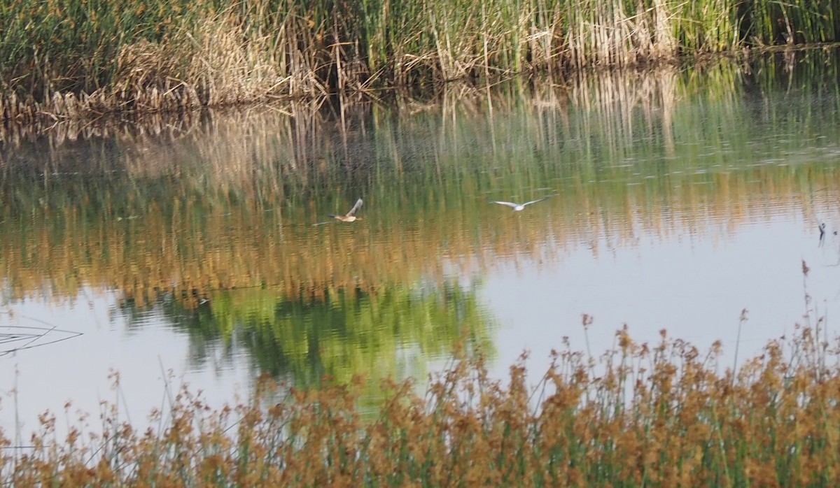 Least Bittern - Uma Sachdeva