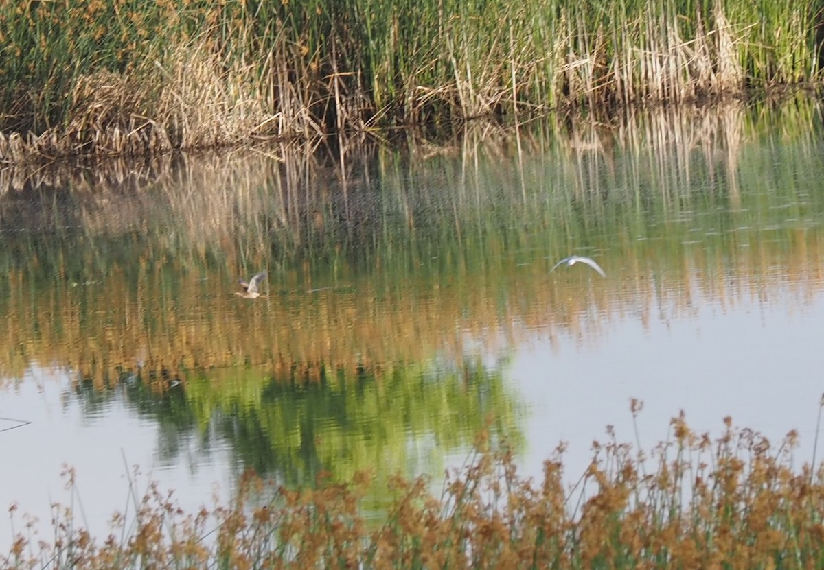 Least Bittern - ML588417441