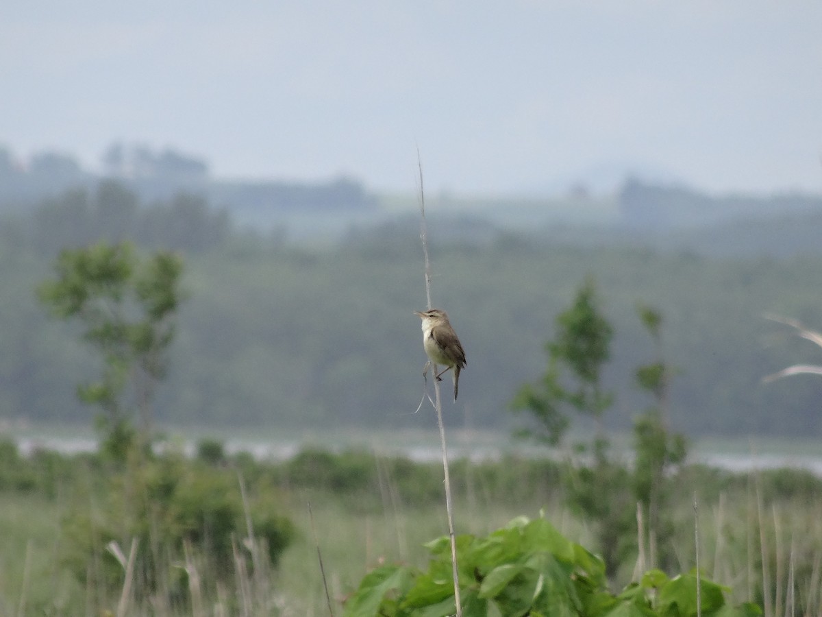 Black-browed Reed Warbler - ML588417951