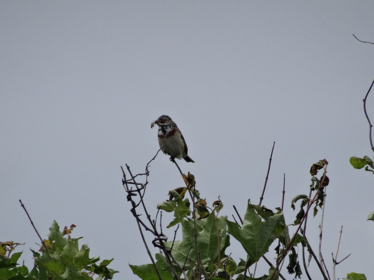 Chestnut-eared Bunting - ML588418051