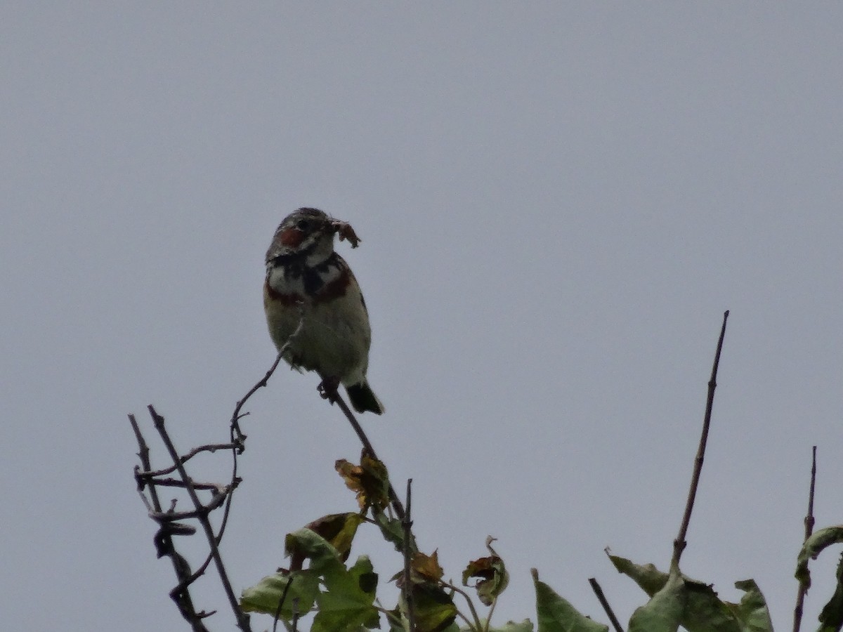 Chestnut-eared Bunting - ML588419461