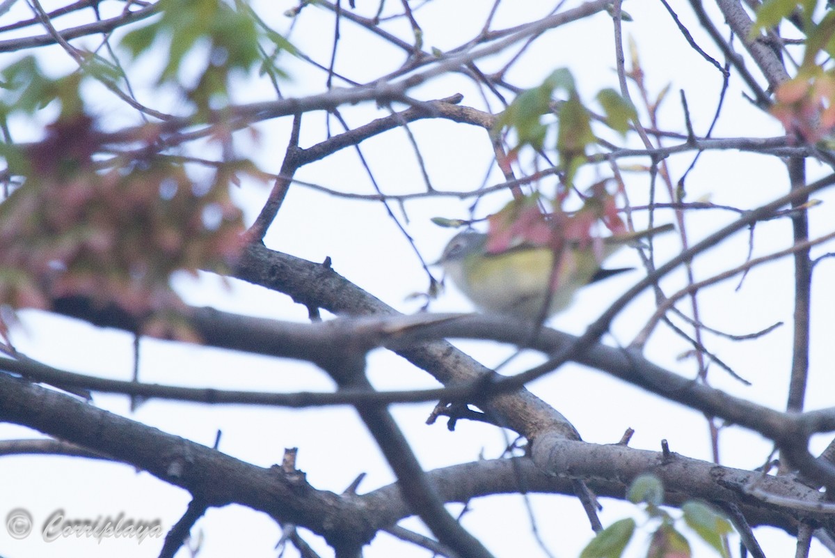 Blue-headed Vireo - ML588420091