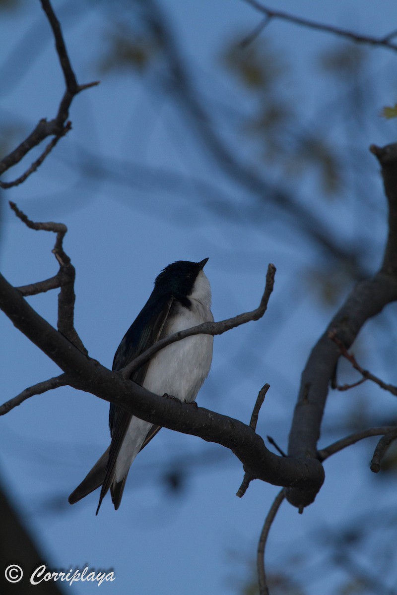Tree Swallow - ML588420121