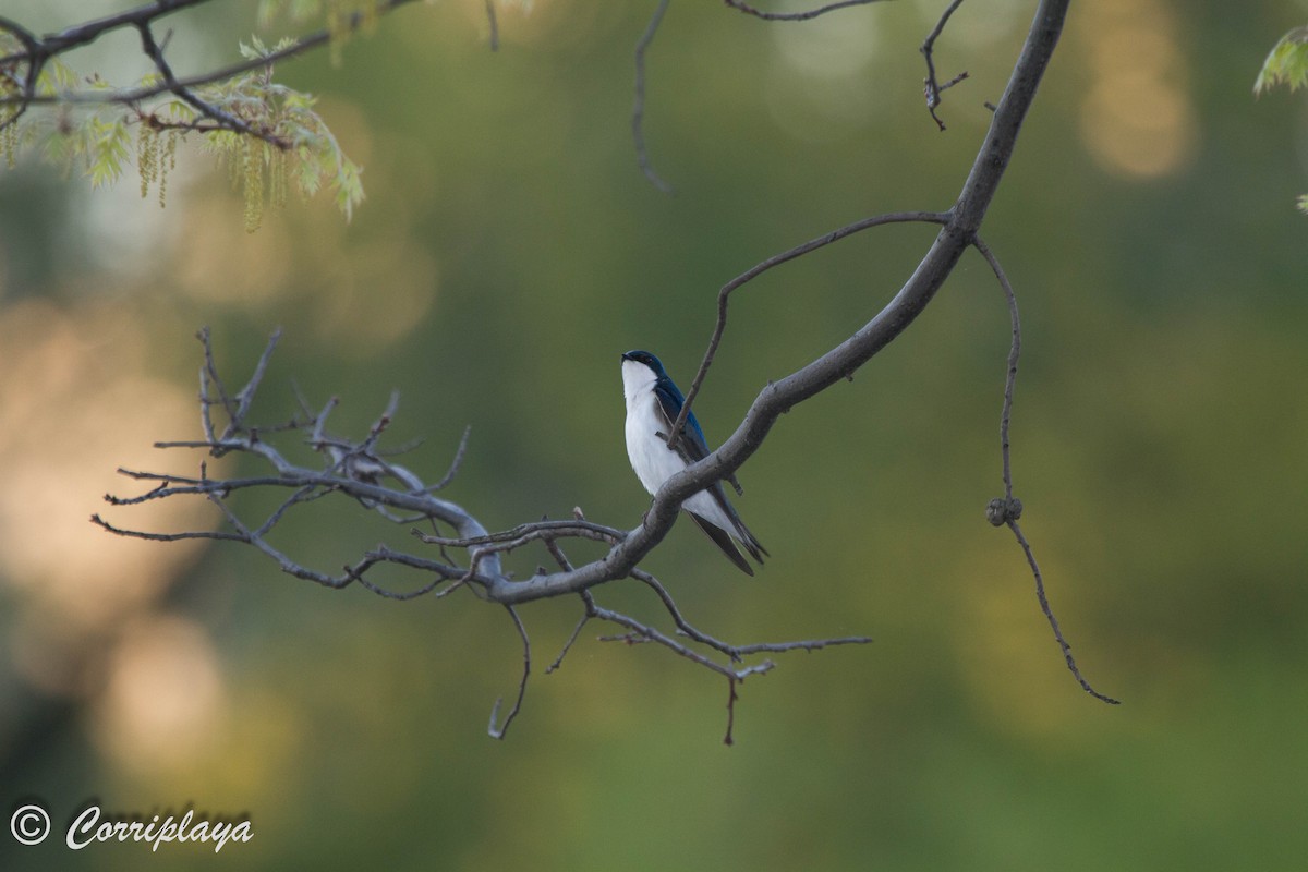 Tree Swallow - ML588420131