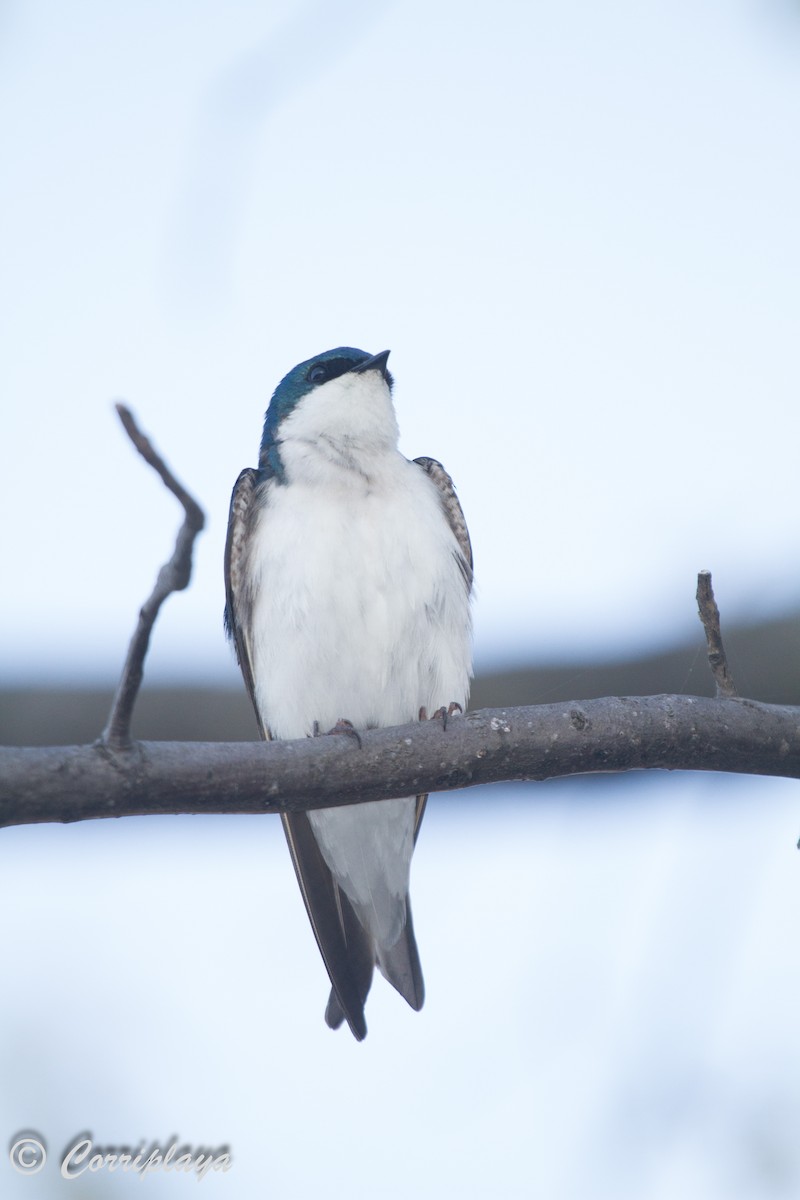Tree Swallow - ML588420141