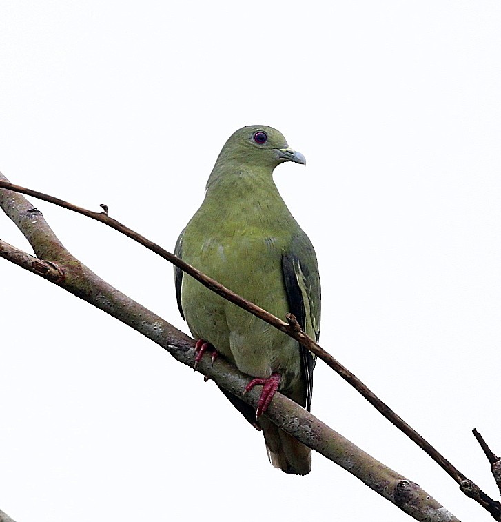 Pink-necked Green-Pigeon - ML588421391