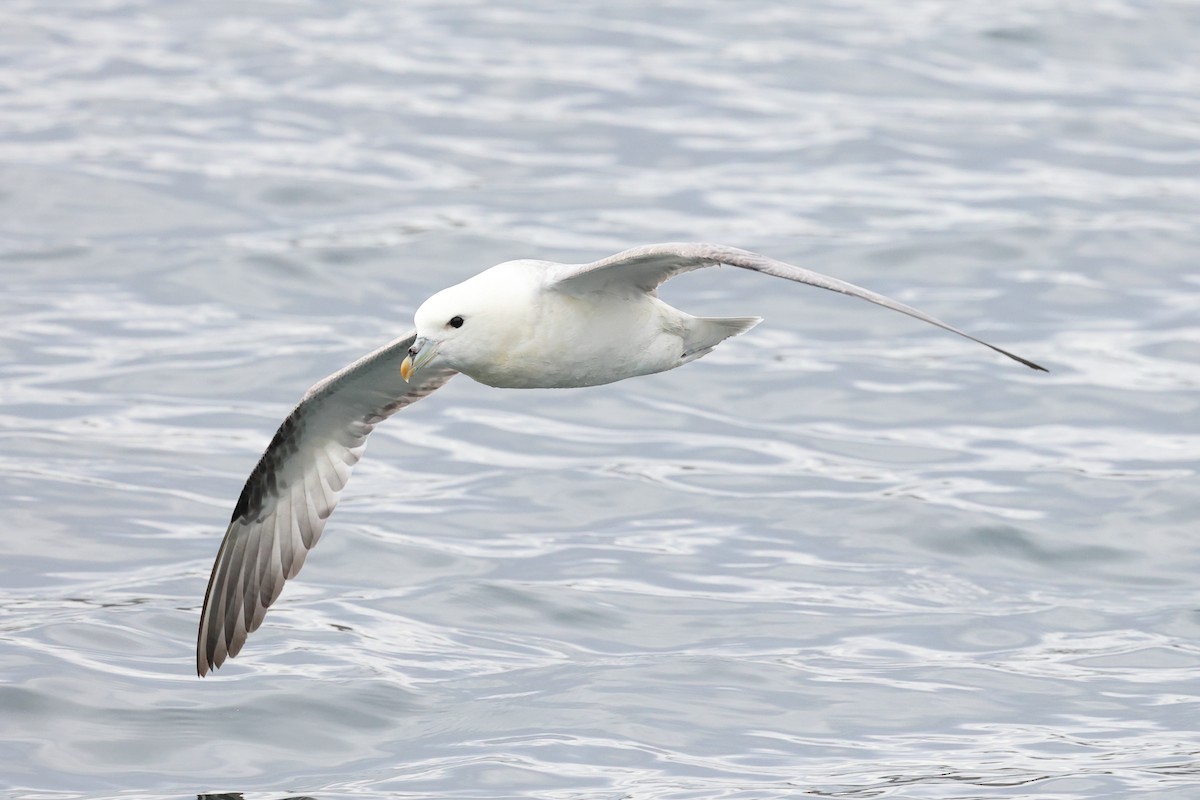 Northern Fulmar - ML588421421