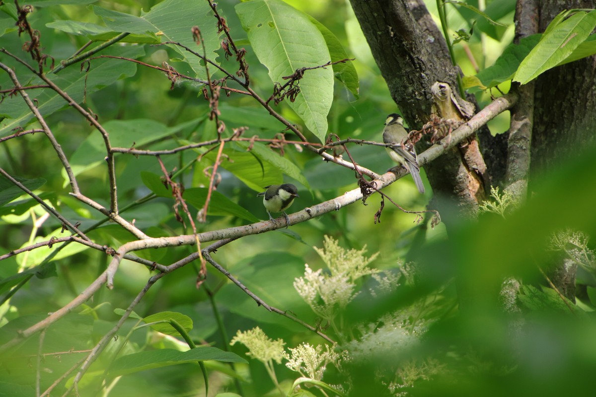 Japanese Tit - ML588421661