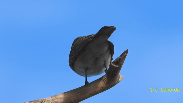 Spotted Flycatcher - ML588422801