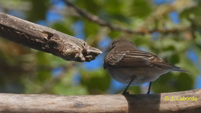 Мухоловка сіра - ML588422841