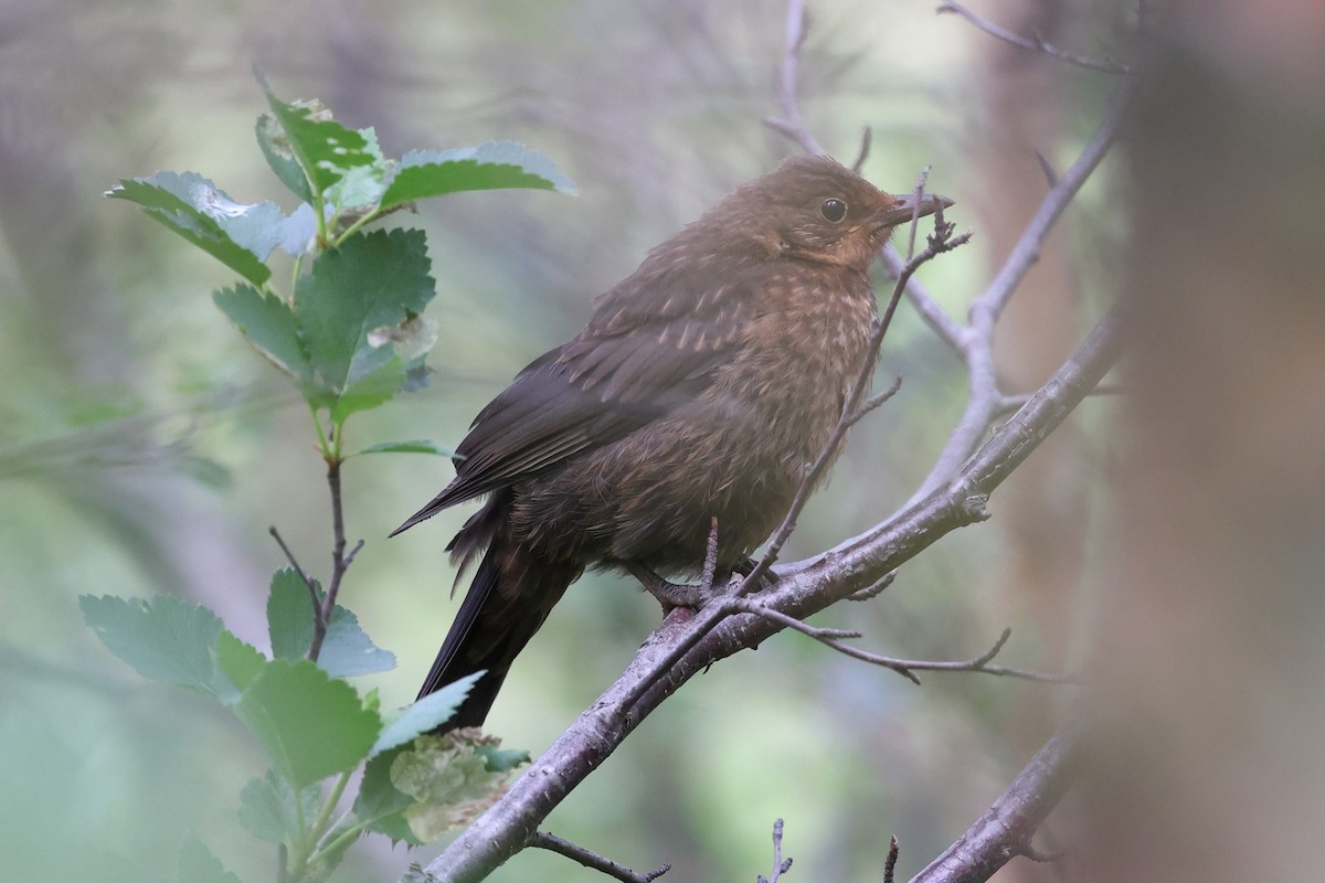 Eurasian Blackbird - ML588423661