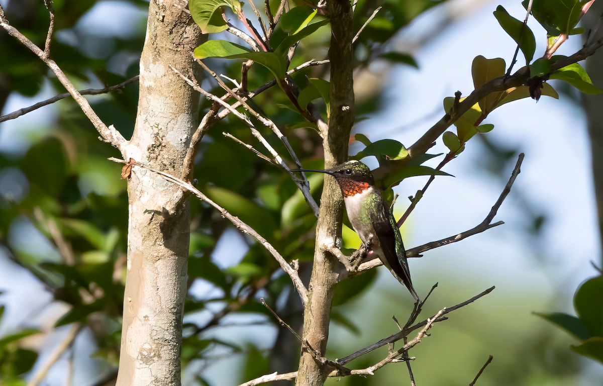 Ruby-throated Hummingbird - ML588424181