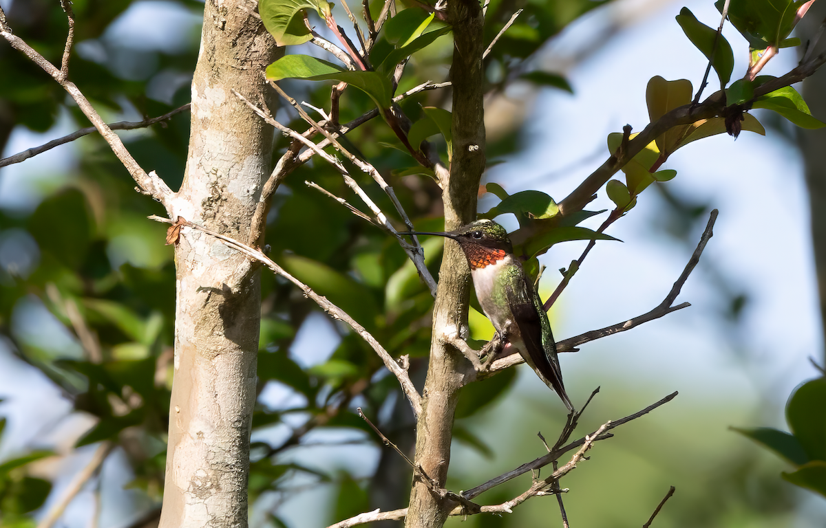 Colibrí Gorjirrubí - ML588424181