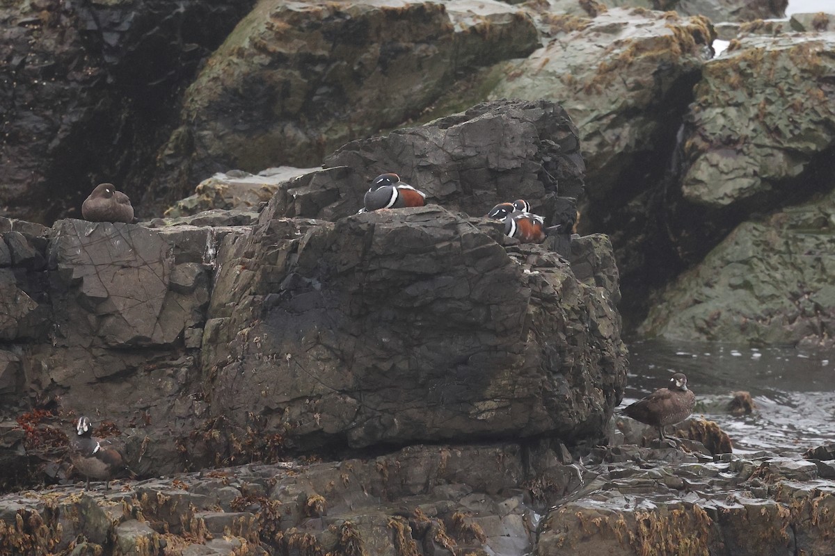 Harlequin Duck - Yiming Qiu