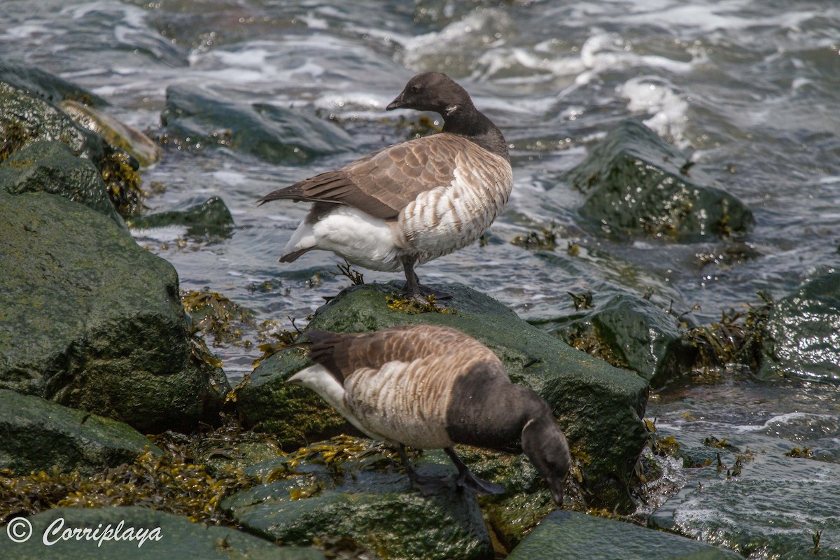 Хар толгойт галуу - ML588426401