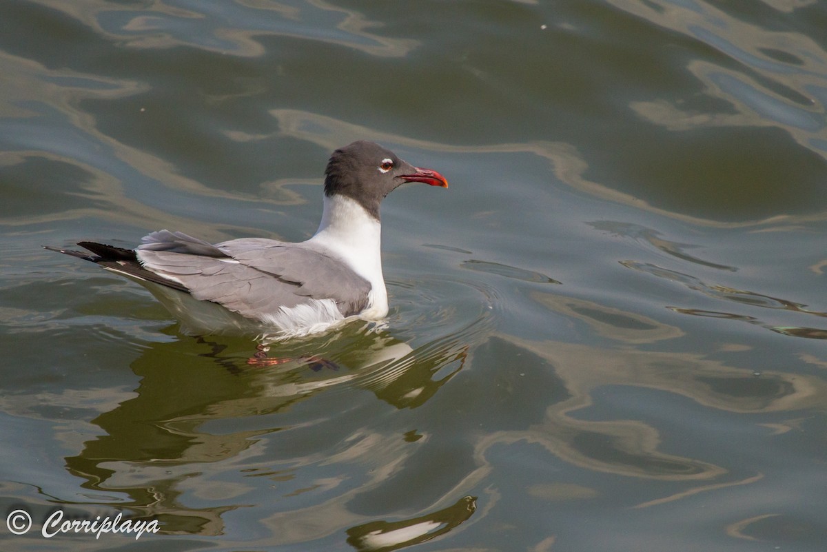 Laughing Gull - ML588426411