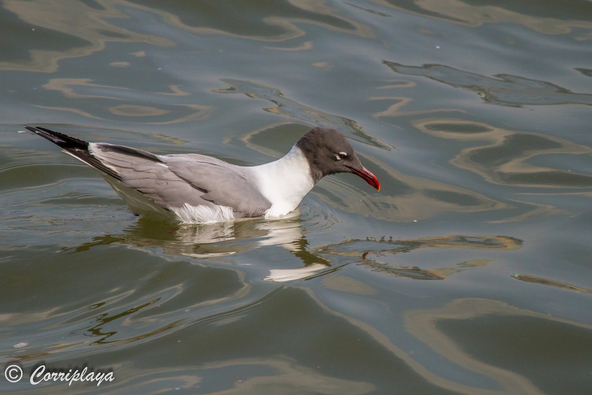 Laughing Gull - ML588426421