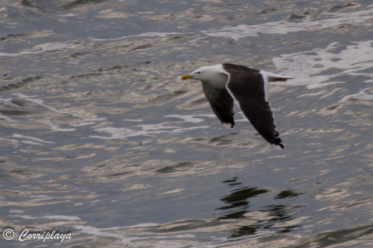 Great Black-backed Gull - ML588426431