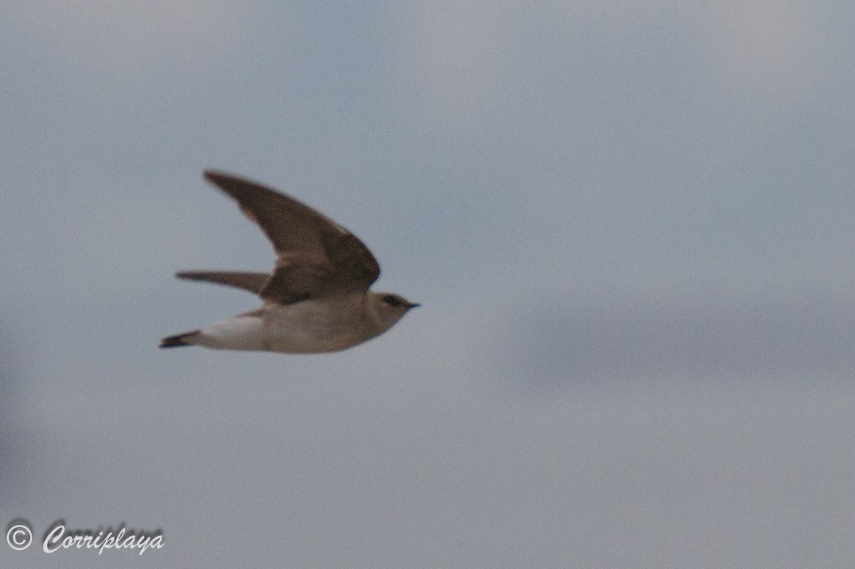 Northern Rough-winged Swallow - ML588426451