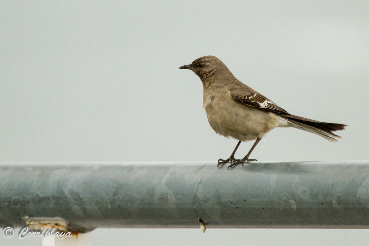 Northern Mockingbird - ML588426461