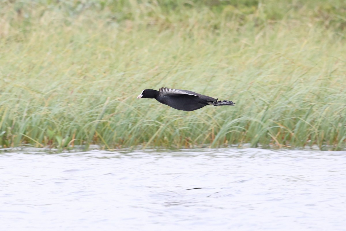 Eurasian Coot - ML588426551