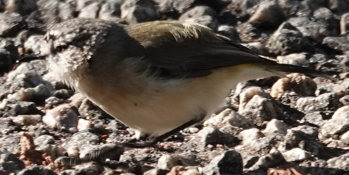 Yellow-rumped Thornbill - Alan Coates