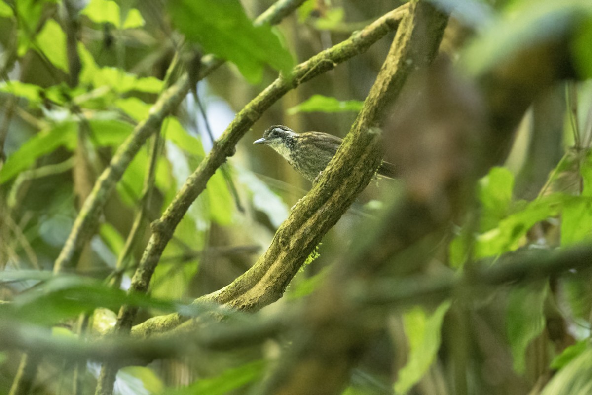 Large Wren-Babbler - ML588426701