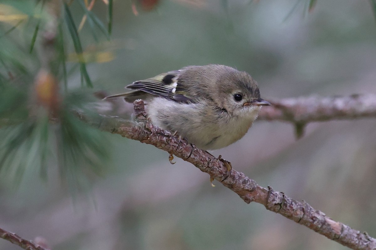 Goldcrest - ML588426861