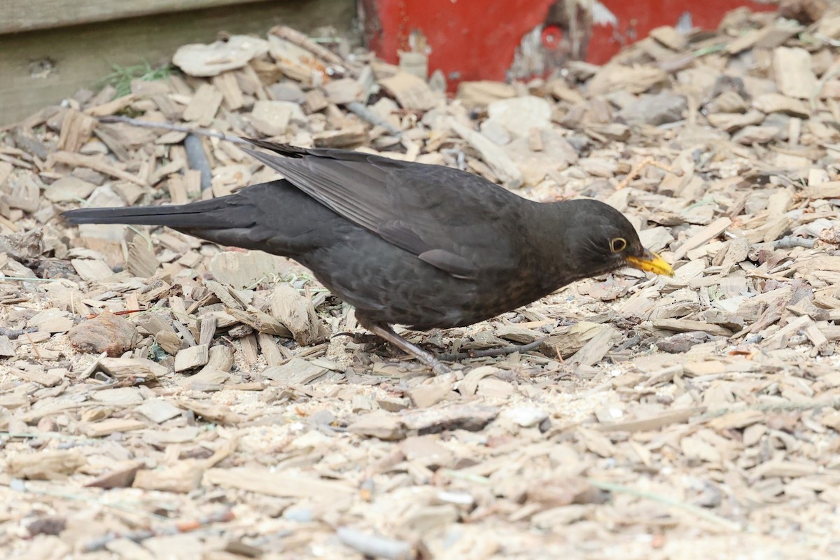 Eurasian Blackbird - ML588426891