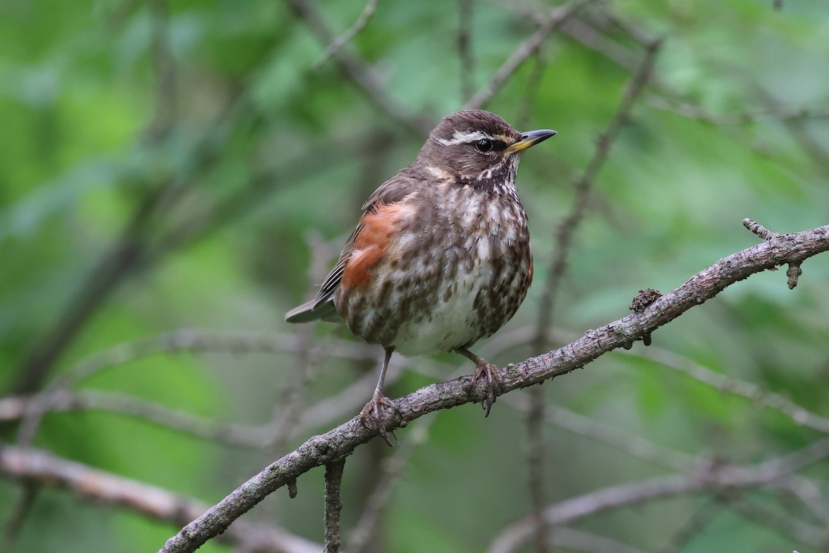 Redwing - ML588426991