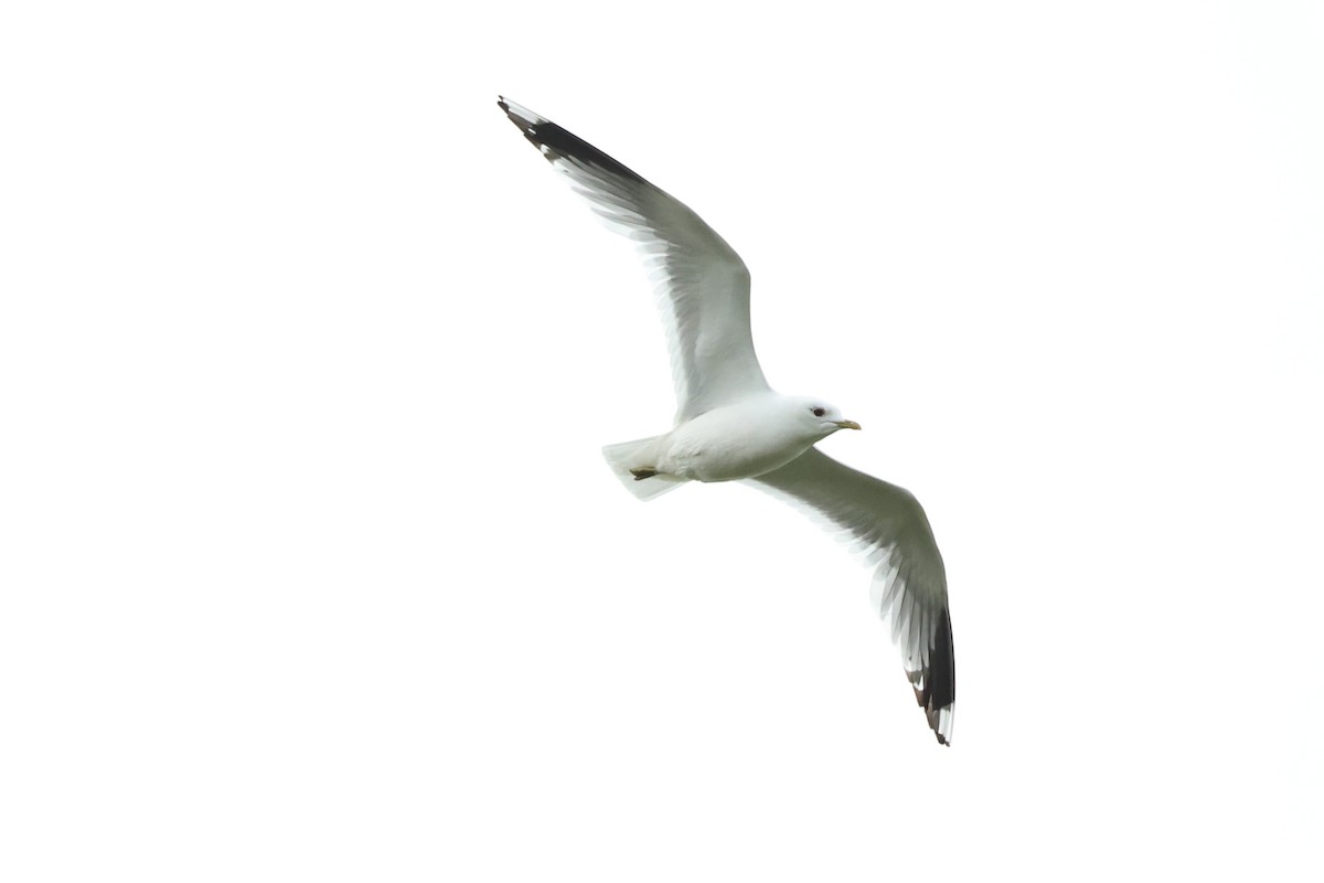 Common Gull - ML588427001