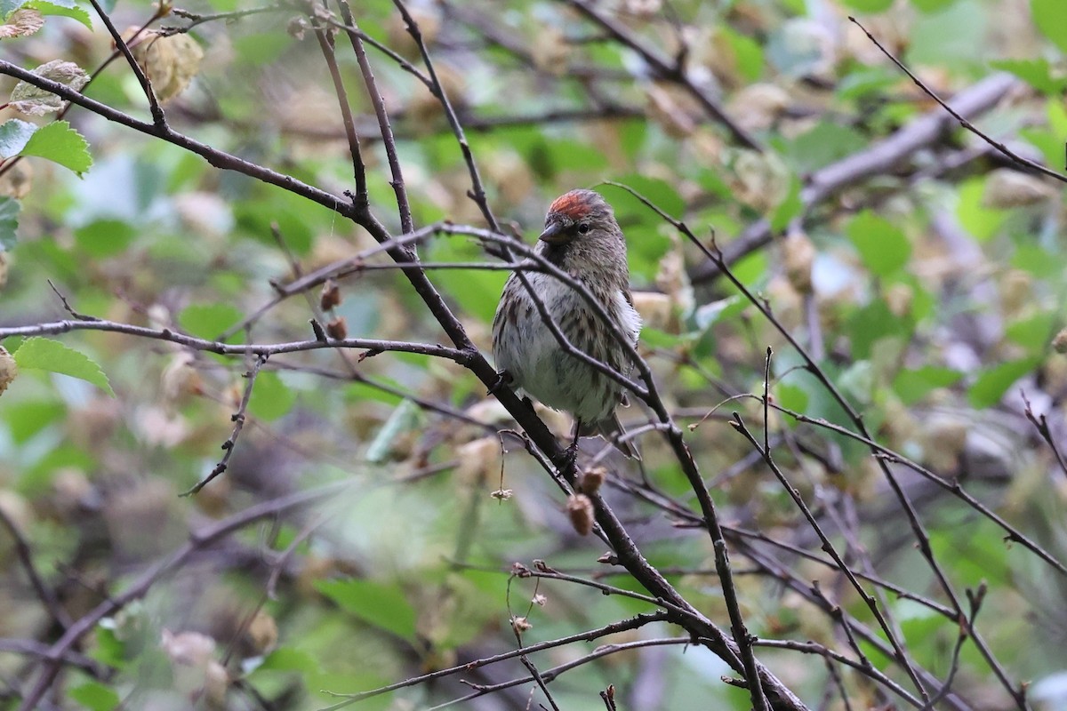 Sizerin flammé (flammea/rostrata/islandica) - ML588427031