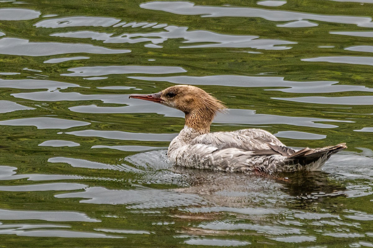 Gänsesäger - ML588428211