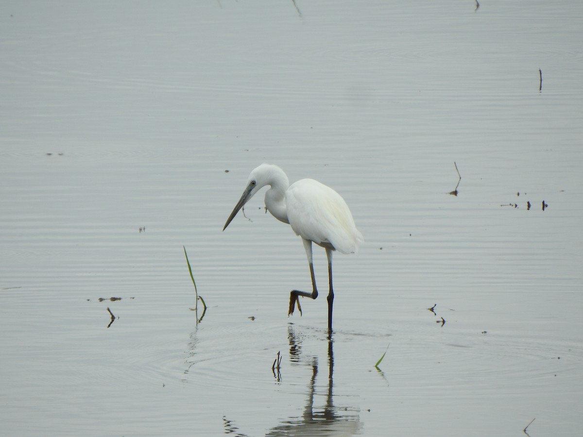 Little Egret - ML588428371