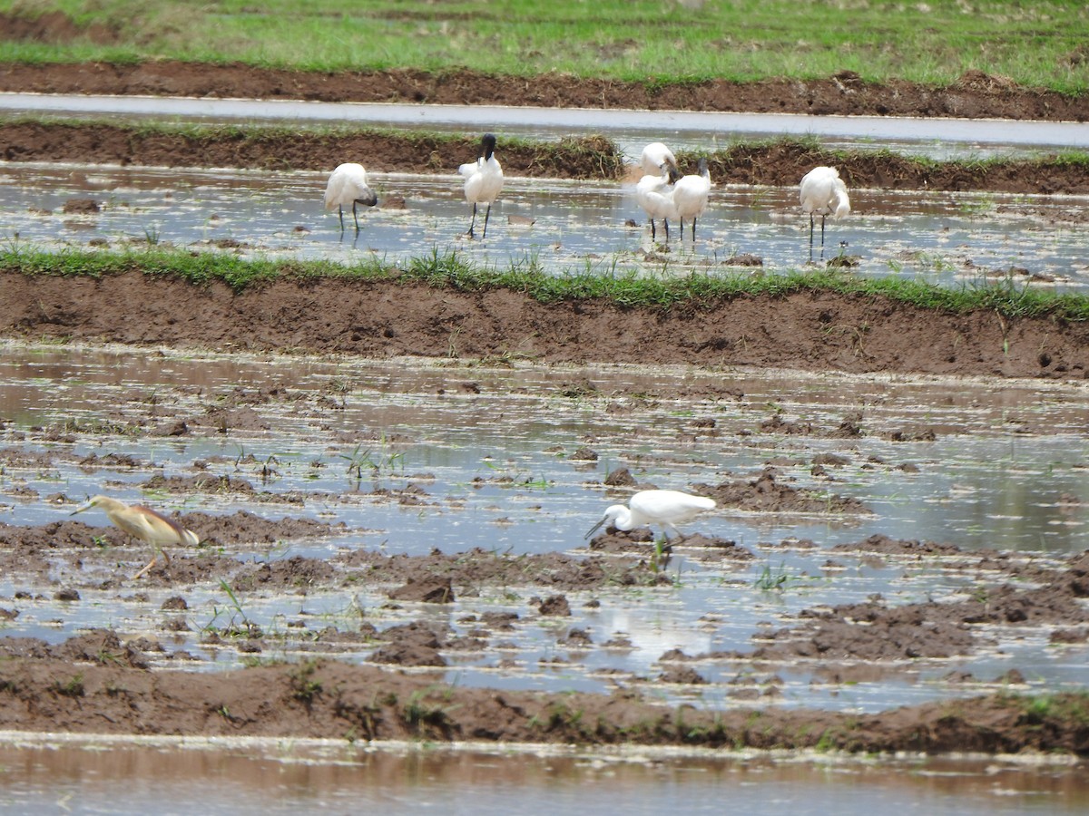 Black-headed Ibis - ML588429201