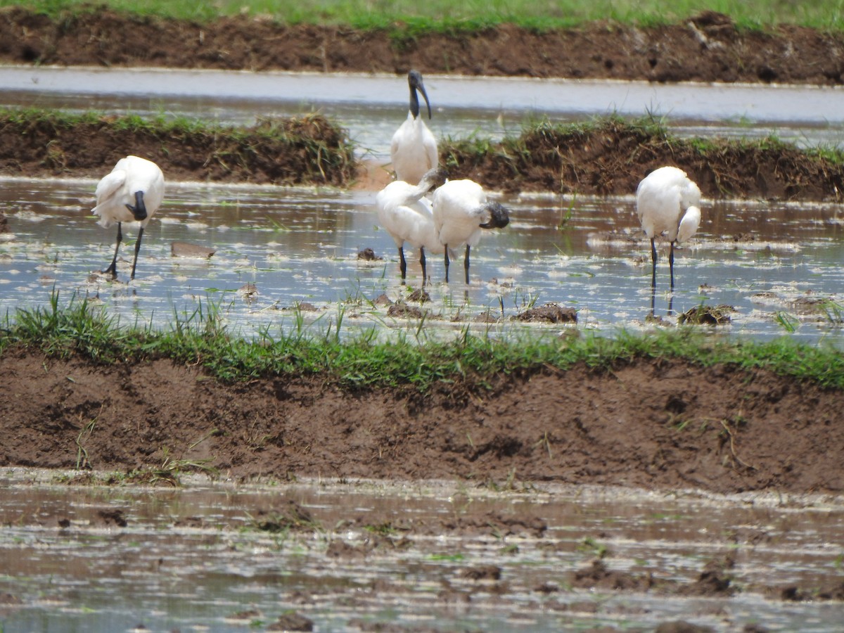 Black-headed Ibis - ML588429211