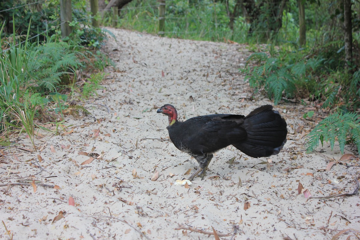 Australian Brushturkey - ML588429951