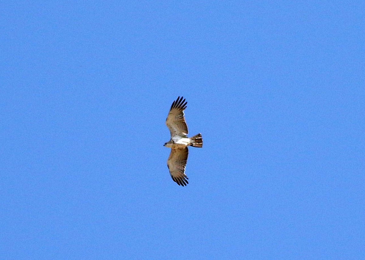 Short-toed Snake-Eagle - ML588429961