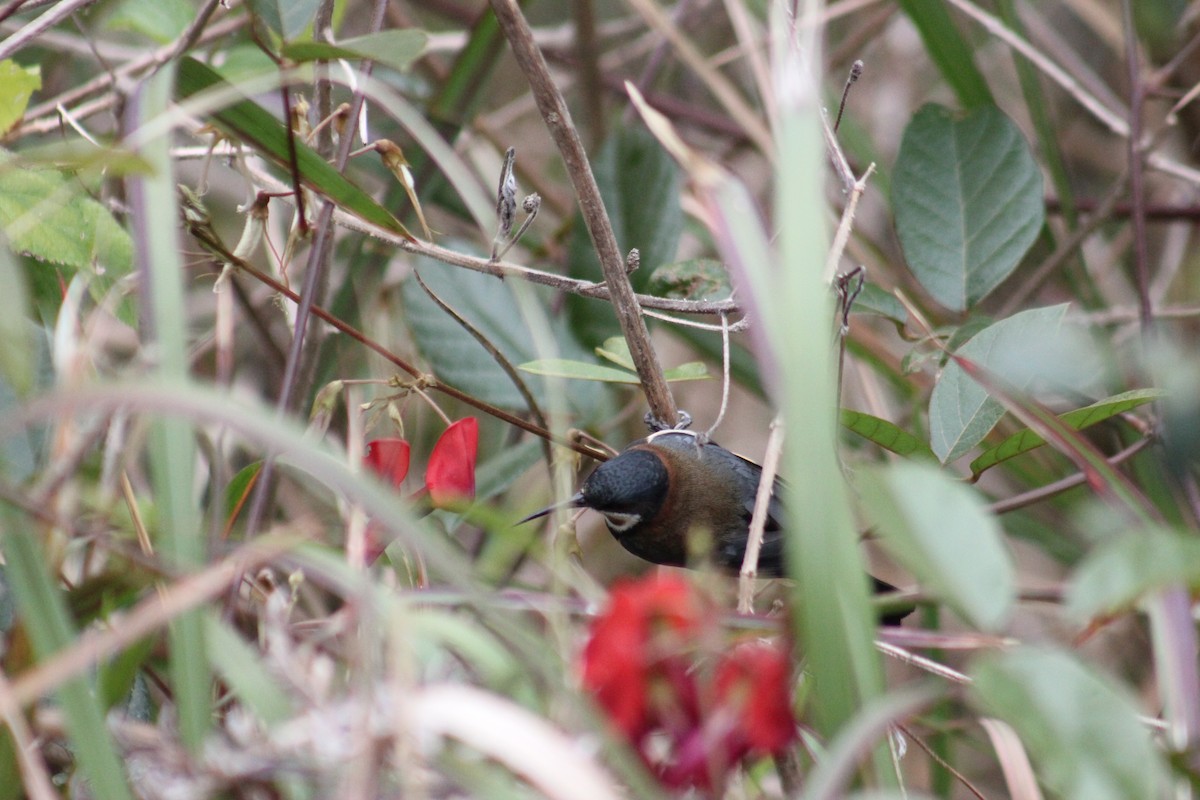 Eastern Spinebill - ML588429971