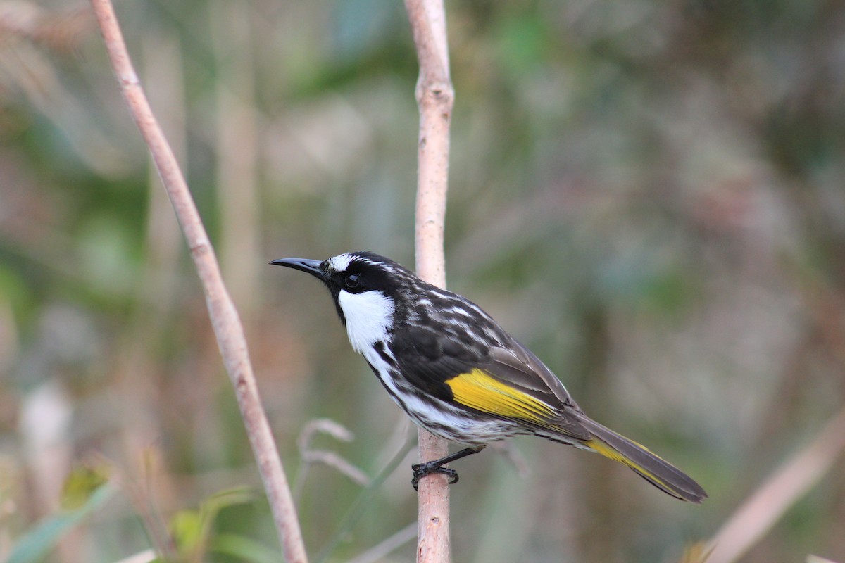 White-cheeked Honeyeater - ML588430011